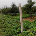 Razor barbed wire mesh fence